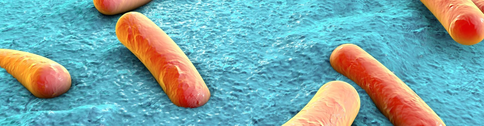 Bandeau - rôle du microbiote intestinal