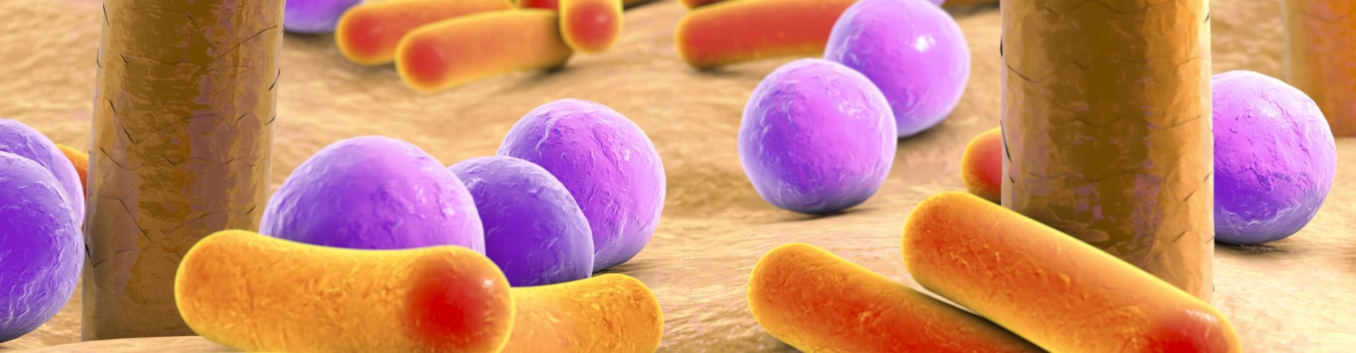 Microbiote cutané Micro organismes présents à la surface de la peau