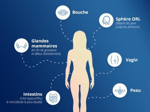 Les différents microbiotes - Vignette Les différents microbiotes