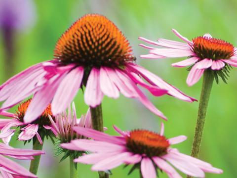 vignette échinacée