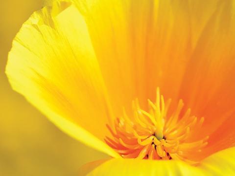 vignette Eschscholtzia