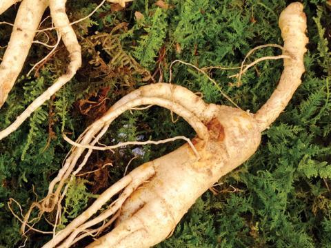 vignette ginseng
