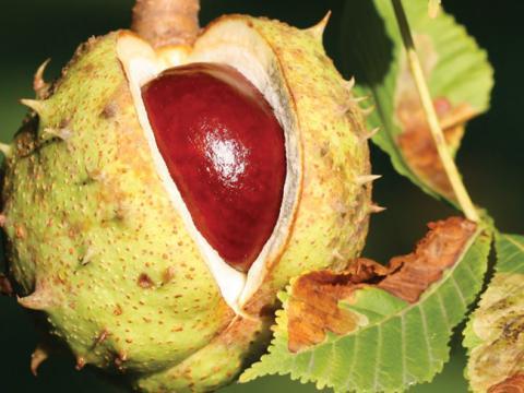 vignette marron d'inde vignette marron d'inde