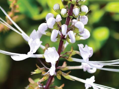 vignette orthosiphon