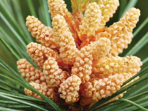 vignette pin sylvestre