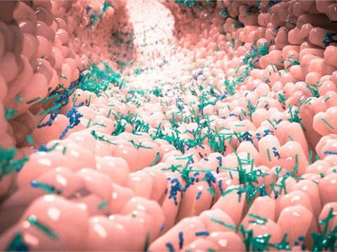 Vignette microbiote intestinal Vignette microbiote intestinal
