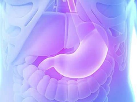 Le rôle du microbiote intestinal