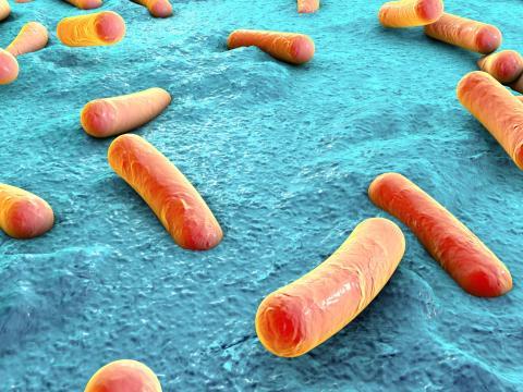 Vignette - rôle du microbiote intestinal
