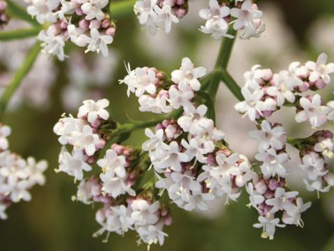 Vignette - Valériane Vignette - Valériane