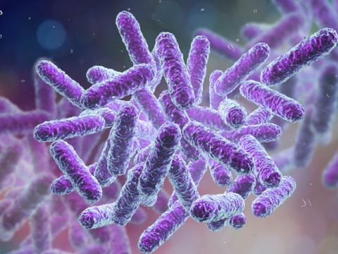 Vignette - Probiotiques : comment bien les choisir ? Vignette - Probiotiques : comment bien les choisir ?