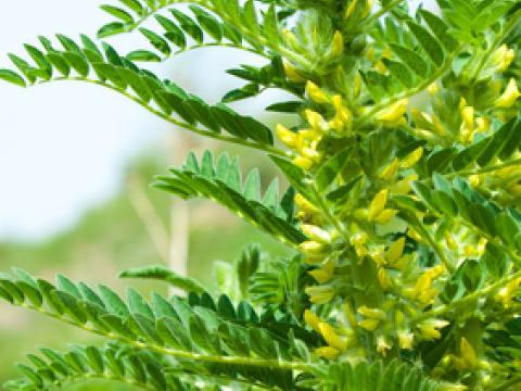 Astragale, plante de l'immunité et du vieillissement