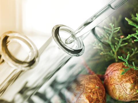 cyprès_infections hivernales Le cyprès : un allié pour les infections hivernales