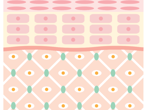 Schéma de la structure de la peau