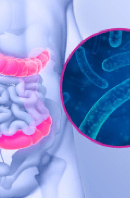 Immunitat-Rolle-Darm-Mikrobioms Immunitat-Rolle-Darm-Mikrobioms