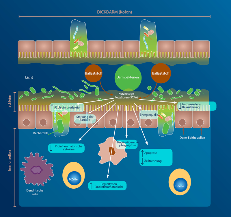 Die Notwendigkeit der Ballaststoffe für ein gesundes Mikrobiom PiLeJe