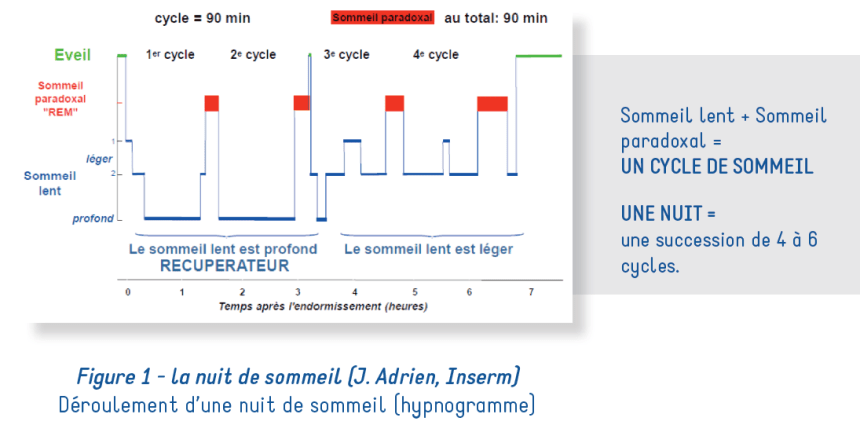 Cycle du sommeil