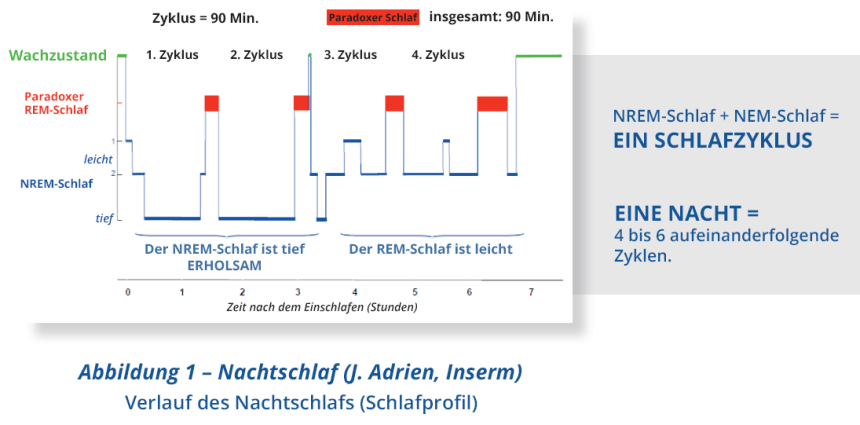 Wozu dient der Schlaf?