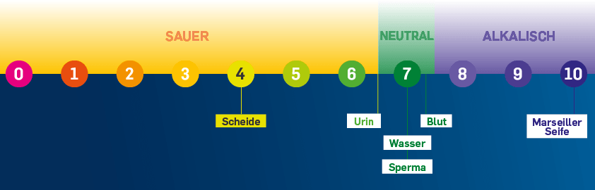 Die ausschlaggebende Funktion der Laktobazillen