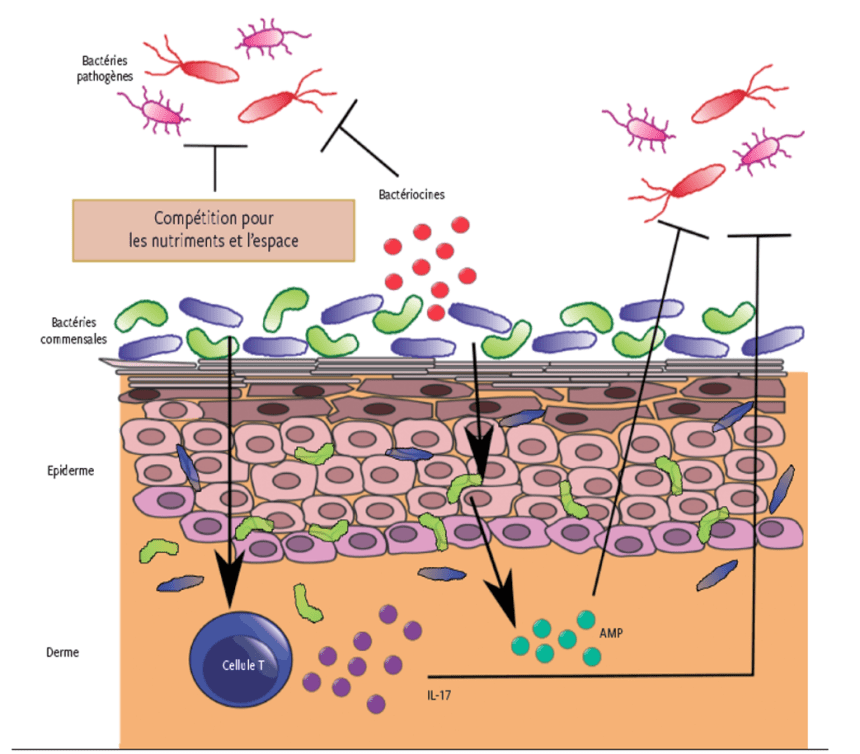 rôle barrière du microbiote cutané