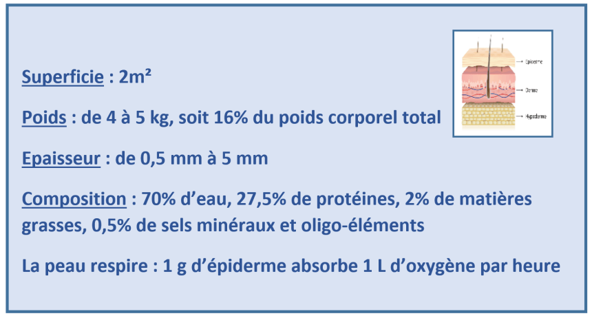 carte d'identité peau