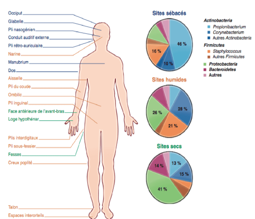 sites corporels et microiotes