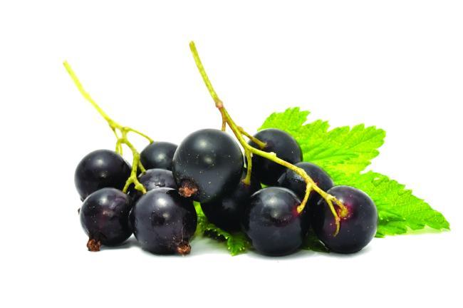 Cassis