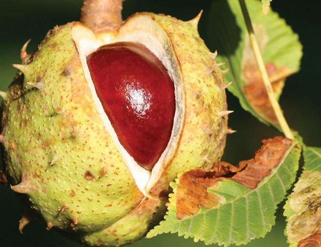 Marron D Inde La Plante Des Hemorroides