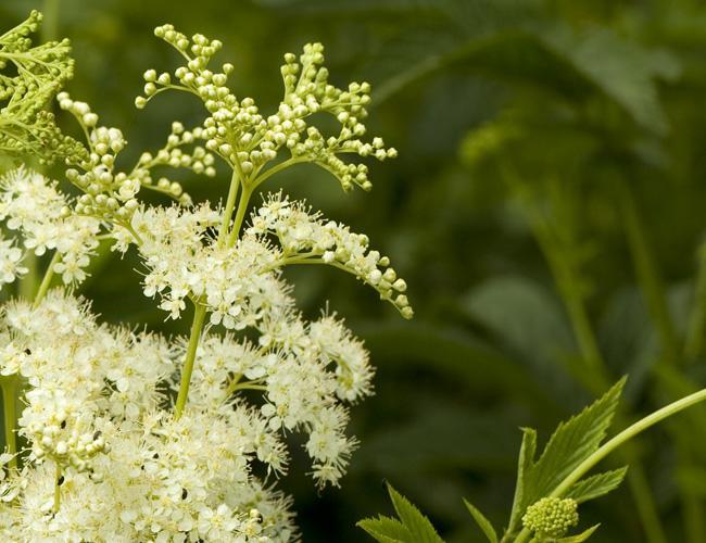 Reine des prés : La plante de l'articulation gonflée !