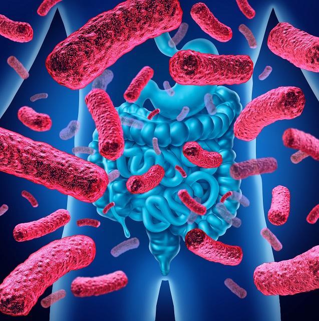 Le microbiote intestinal se compose de quelques 100 000 milliards de bactéries