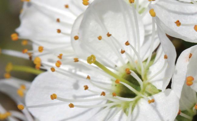 Aubépine Aubépine