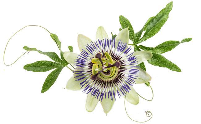 Passiflore Passiflore