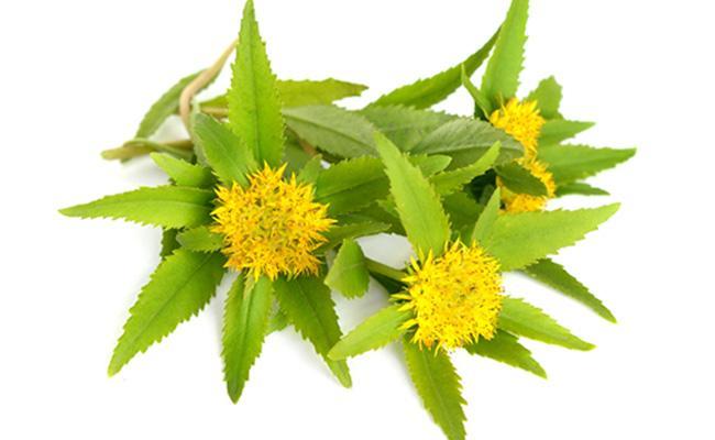 Rhodiole Rhodiole
