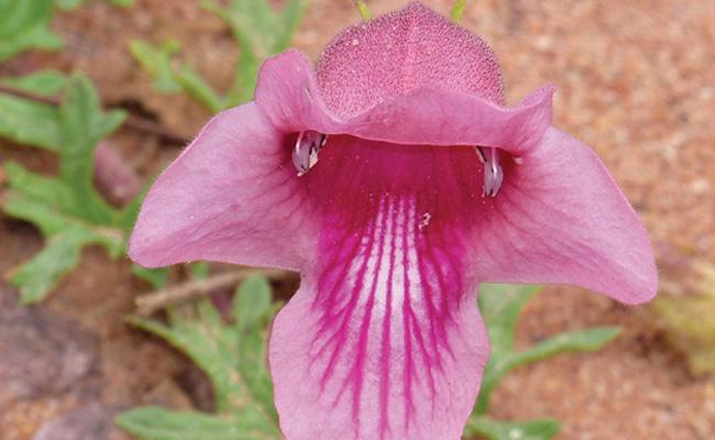 Visuel harpagophytum