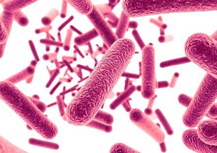Lactobacilles microbiote vaginal probiotiques