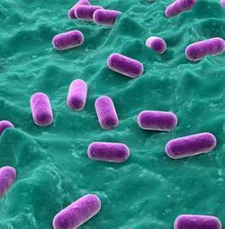 Microbiote vaginal composé à 95% de lactobacilles