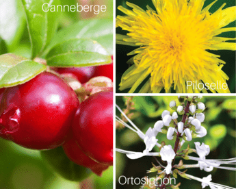 Plantes infections urinaires