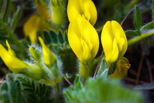 Fleur de l'astragale