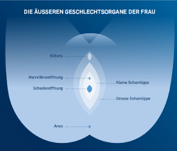 DIE ÄUSSEREN GESCHLECHTSORGANE DER FRAU