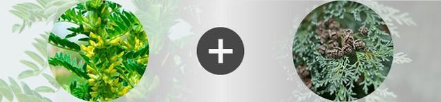 Association astragale + cyprès