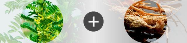 Association astragale + ginseng