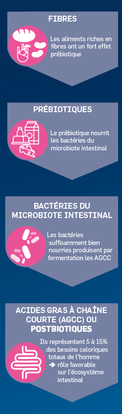 prebiotiques