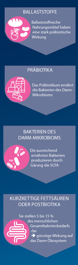 Von den Ballaststoffen zur Produktion kurzkettiger Fettsäuren