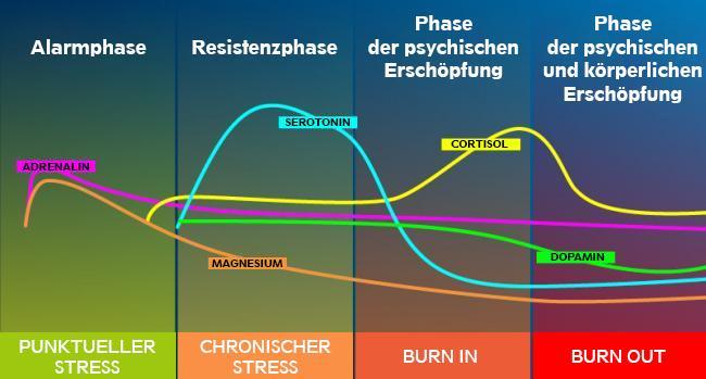 Die verschiedenen Stressphasen