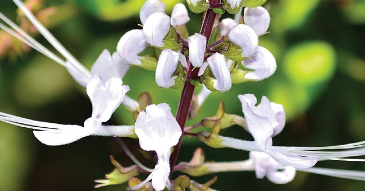 Orthosiphon  La plante de l'élimination urinaire et de la perte de poids