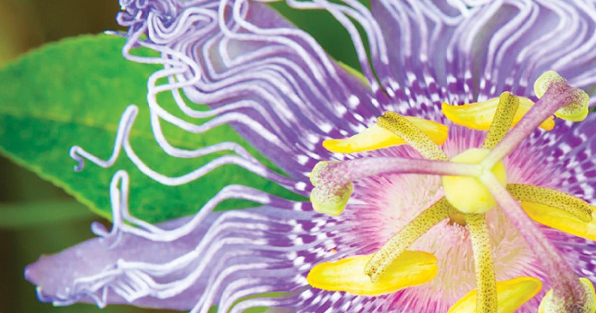 Passiflore La Plante De La Nervosite Passiflore La Plante De La Nervosite
