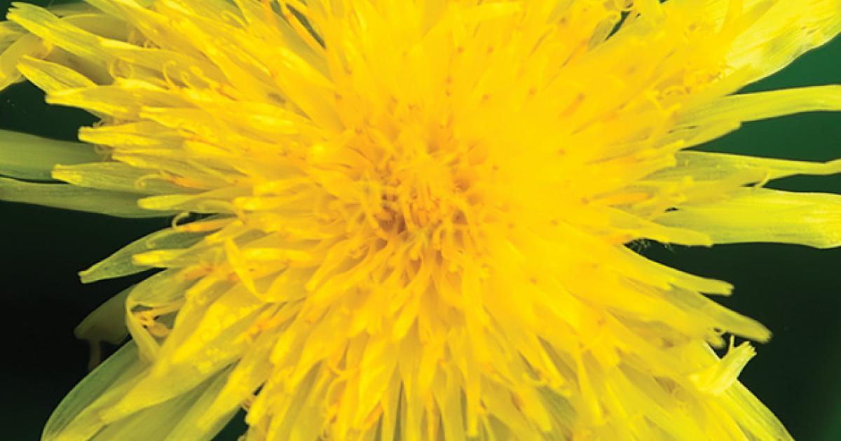 Piloselle  La plante de l'élimination urinaire et de la perte de poids