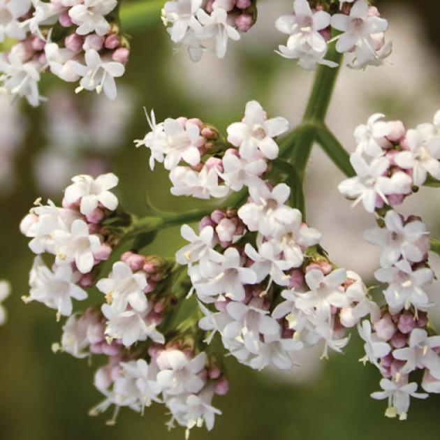 Vignette - Valériane