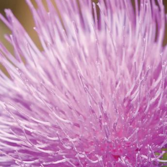 vignette chardon marie