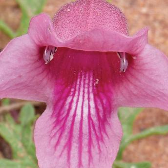 Vignette harpagophytum