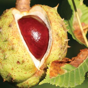 vignette marron d'inde